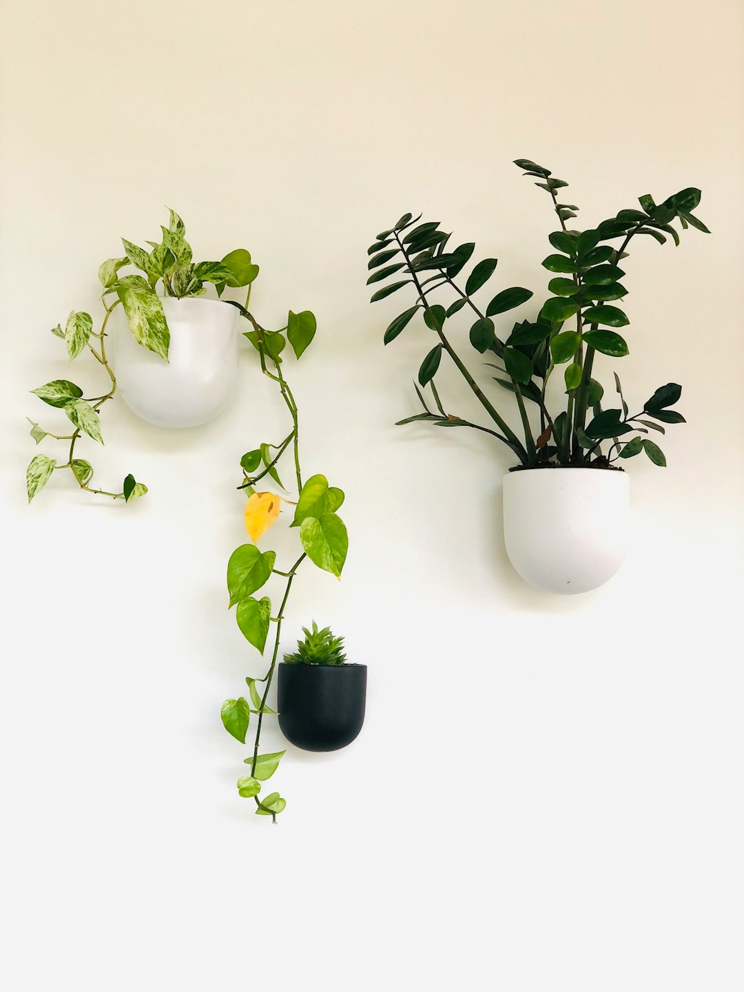 Plantă de Sansevieria în ghiveci